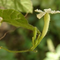 Trichosanthes tubiflora (Wight & Arn.) H.J.de Boer